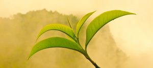 ceai verde beneficii