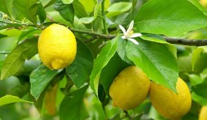 lamaia beneficii organism